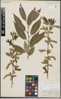 Foto von Salix alba L. x Salix fragilis L.